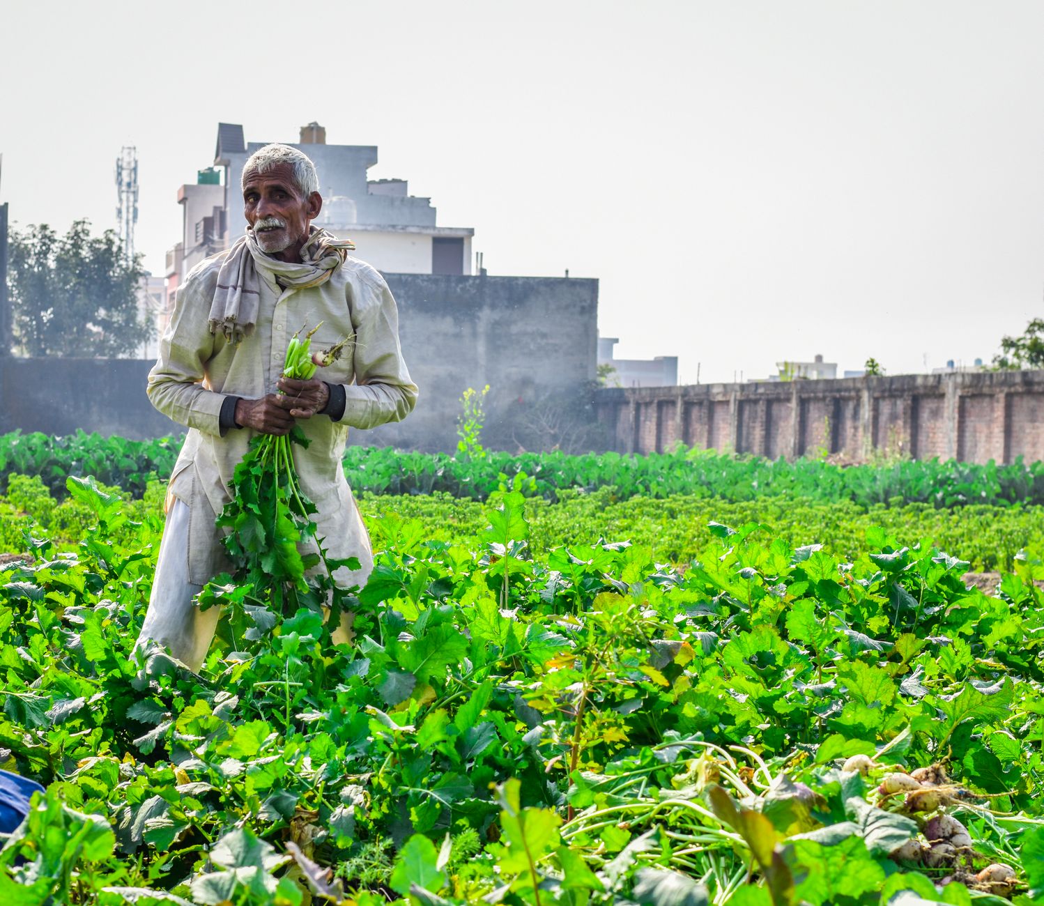An elderly farmer harvesting crops in a vibrant green field in Rudrapur, India.