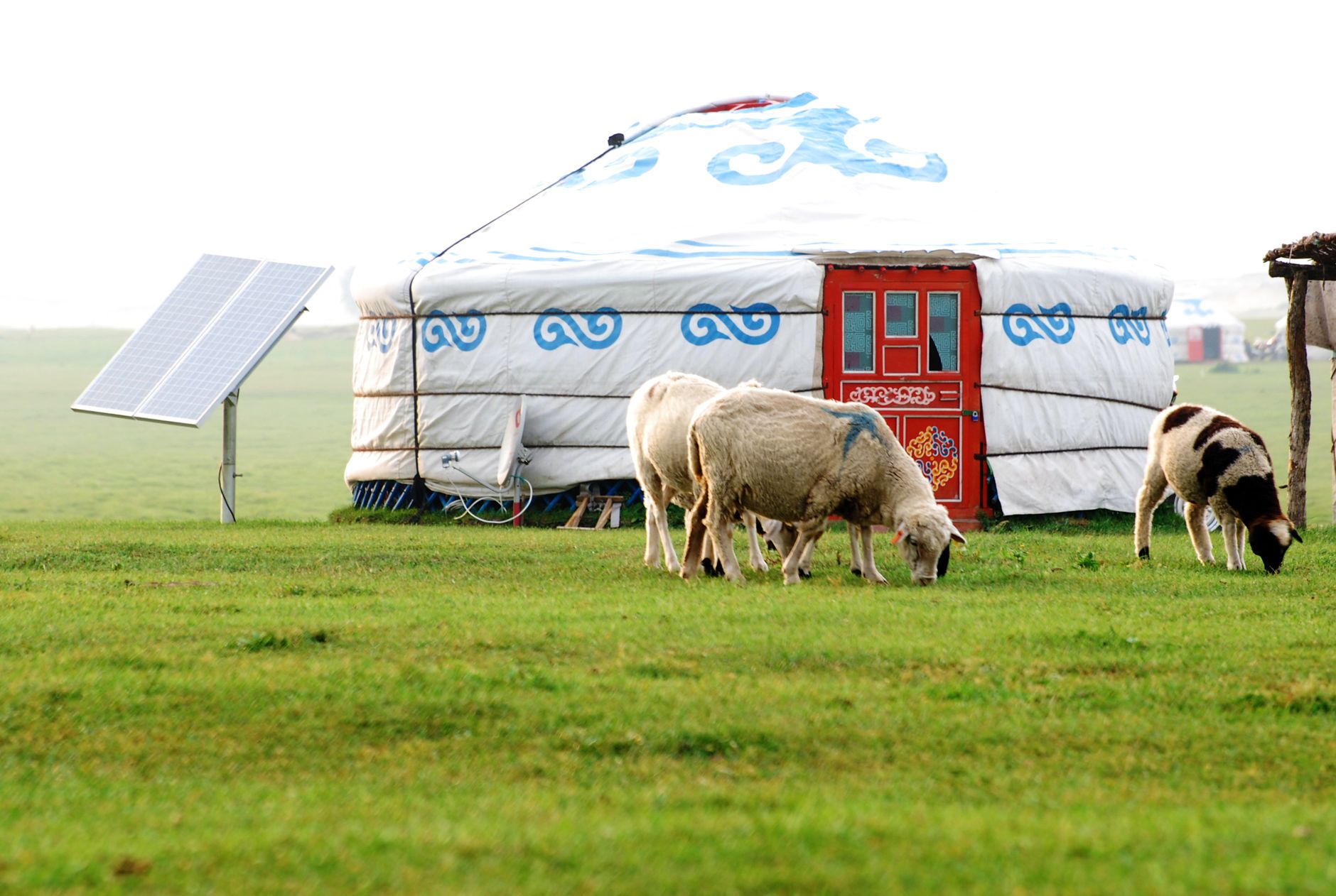 A traditional yurt in a grassy field with sheep grazing and a solar panel nearby.