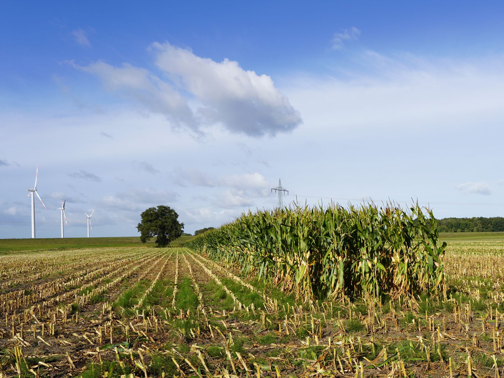 A panoramic view of a cornfield and wind turbines, capturing the essence of sustainable agriculture.